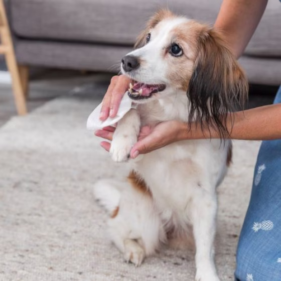 Lingettes nettoyantes universelles pour chien