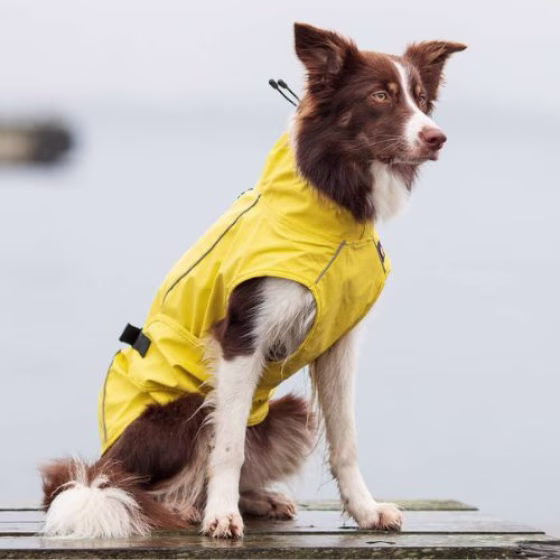 Imperméable pour chien : Vimy jaune