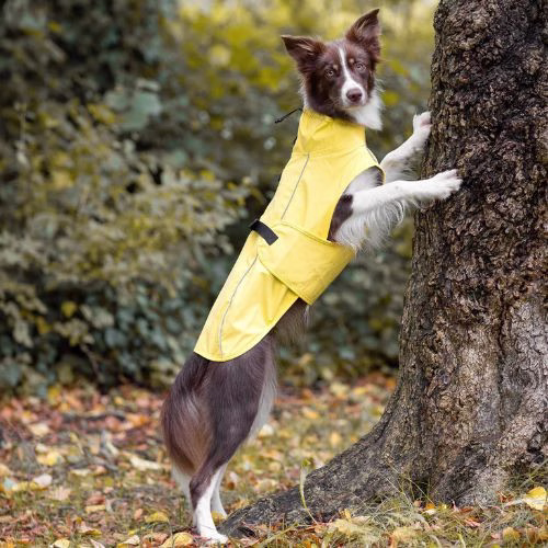 Imperméable pour chien : Vimy jaune