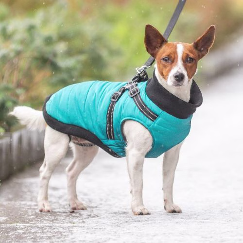 Manteau pour chien avec harnais intégré : Polaire, Pontis