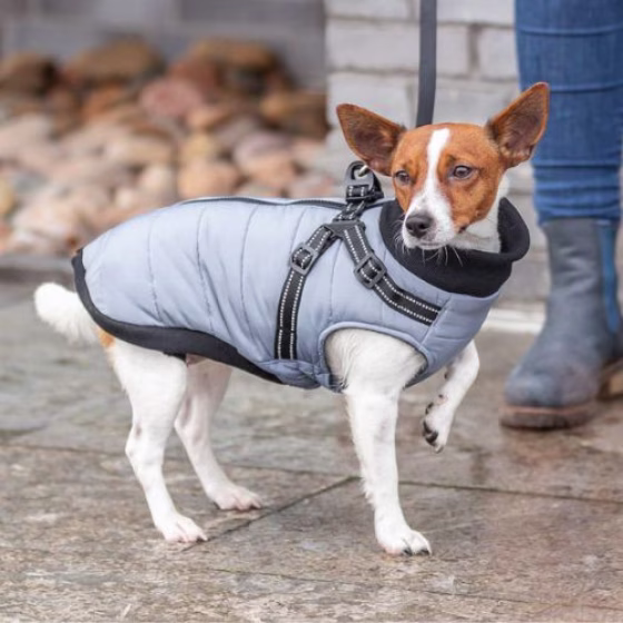 Manteau harnais pour chien intégré au manteau pratique Pontis