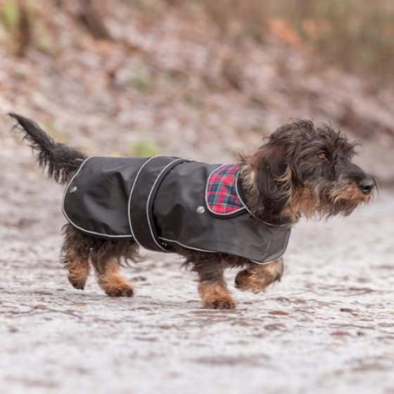 Manteau imperméable Teckel Hermy