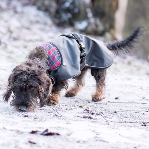 Manteau imperméable Teckel Hermy