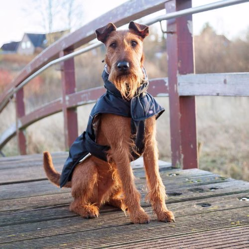 Manteau chien Explore noir