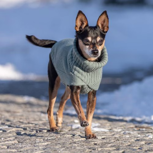 Meilleur Pull pour chien : Berlin Sauge