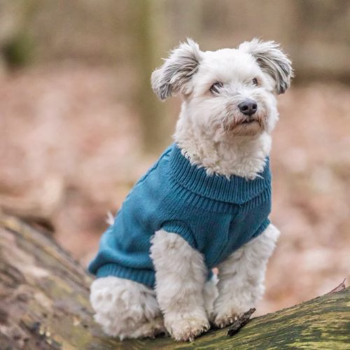 originals_PHO_IMAGE_DOG_PHO_IMAGE_DOG_Havaneser-Cody-Pullover-Kenton-Natur-5_#SALL_#AWK_#V1.jpg