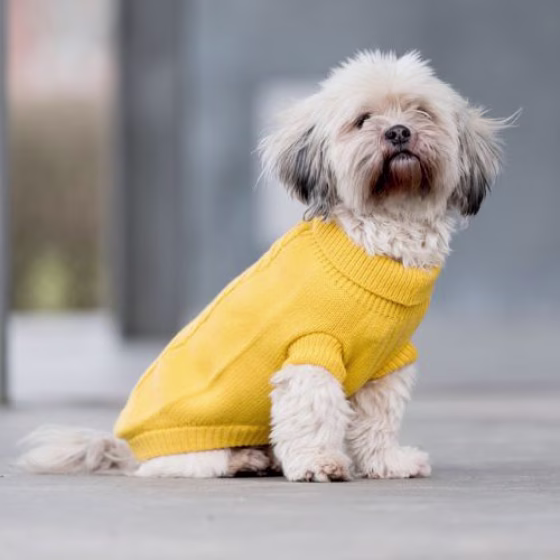 Pull Kenton jaune