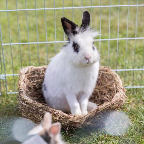 Lit en herbe pour lapin, cochon d'Inde et chinchilla