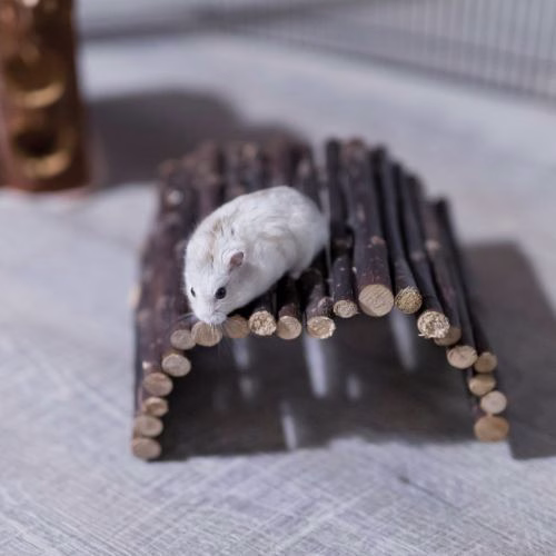 Pont en bois pour cochon d'Inde et chinchilla
