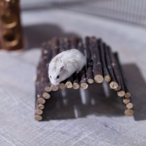 Pont en bois pour cochon d'Inde et chinchilla