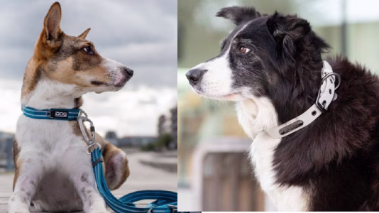 Pourquoi mettre un collier à un chien ?