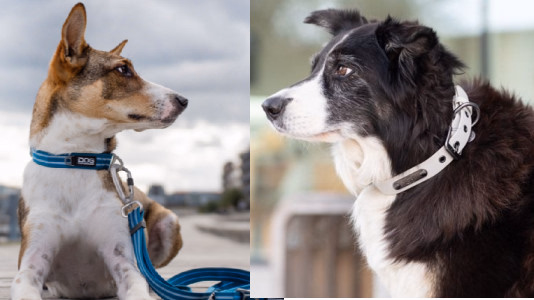 Pourquoi mettre un collier à un chien ?