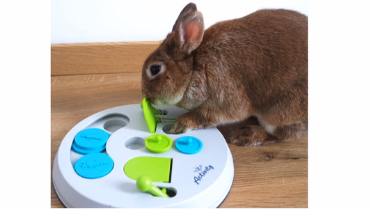 Est-ce qu'un lapin peut s'amuser avec un jeu d'intelligence ?