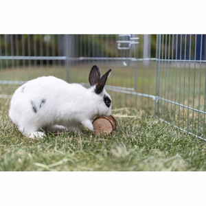 Quel est est le jeu préféré des lapins nains ?