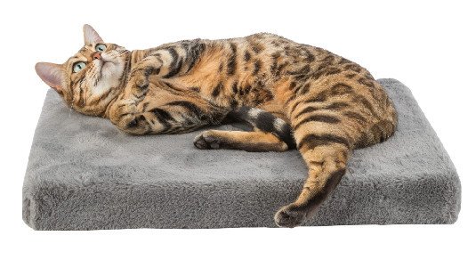 Pourquoi le couchage est indispensable pour un chat ?