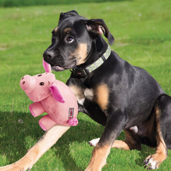 Jouet KONG Phatz Pig