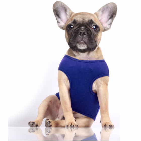 T-shirt Spécial bouledogue Ancre bleu NOAN