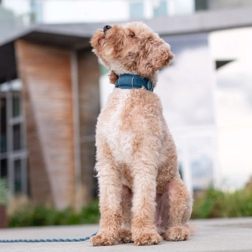 Collier large urban explorer BLEU OCÉAN pour chien