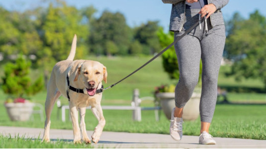 Le seul harnais anti traction efficace pour les chiens qui tirent en laisse : Easy Walk
