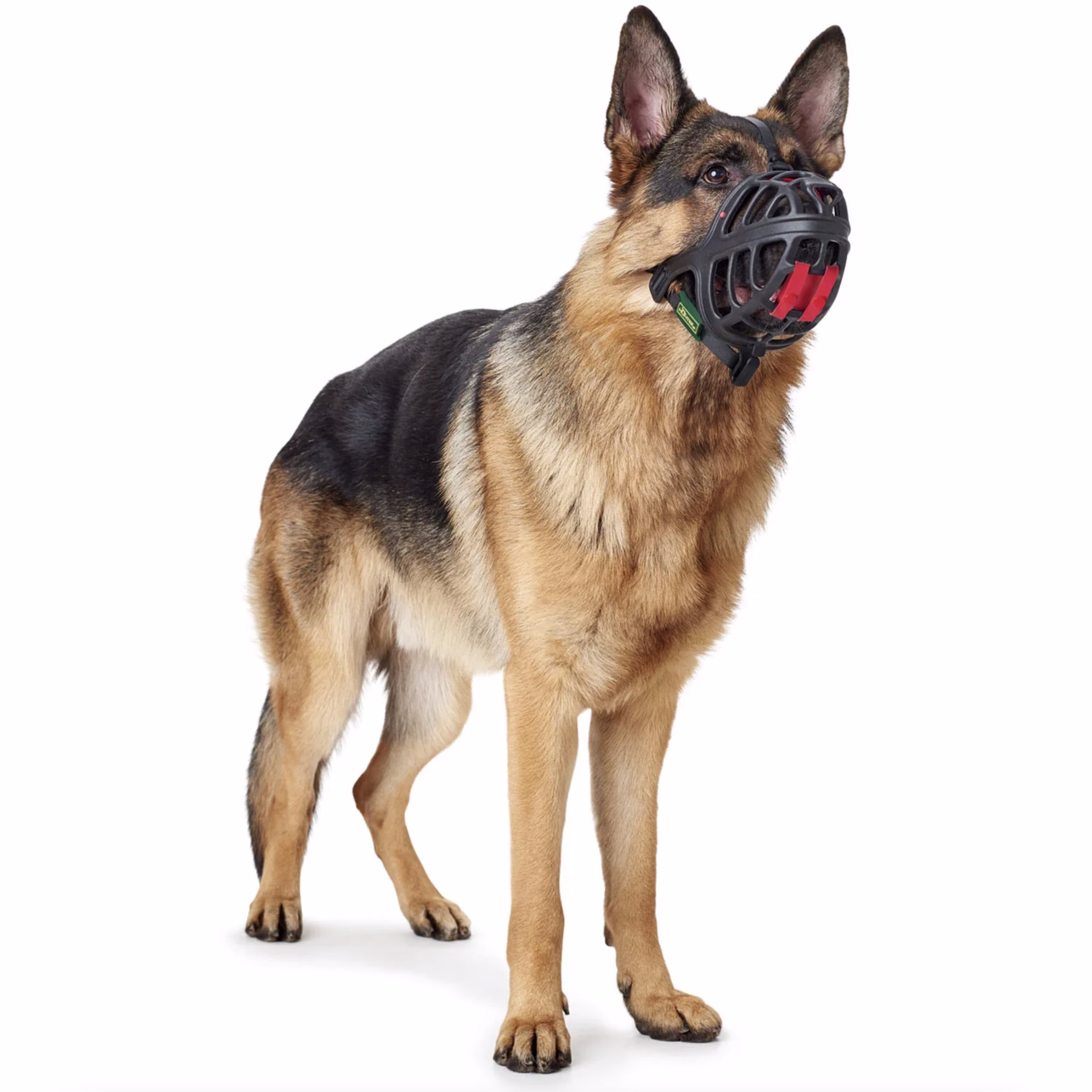 image 5.png