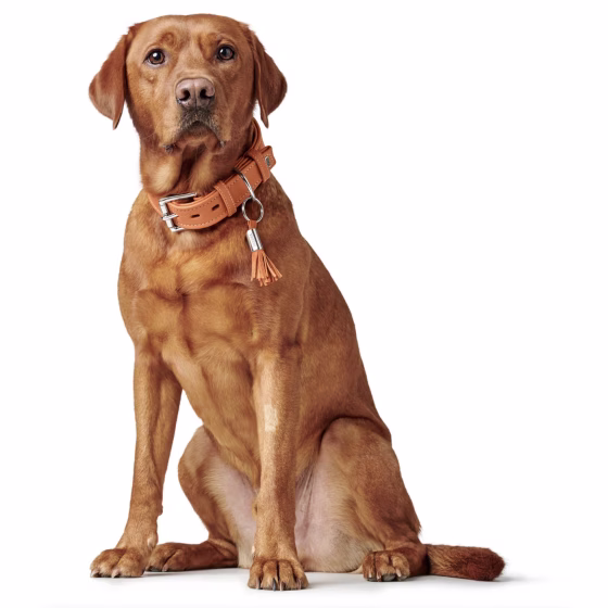 Collier chien cuir Cannes orange