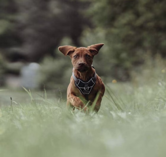 Harnais Divo pour chien qui tire fort BLEU FONCÉ