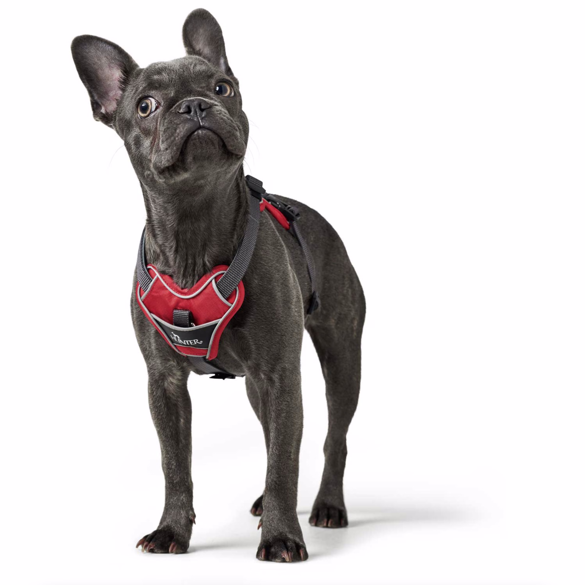 Harnais Divo pour chien qui tire ROUGE
