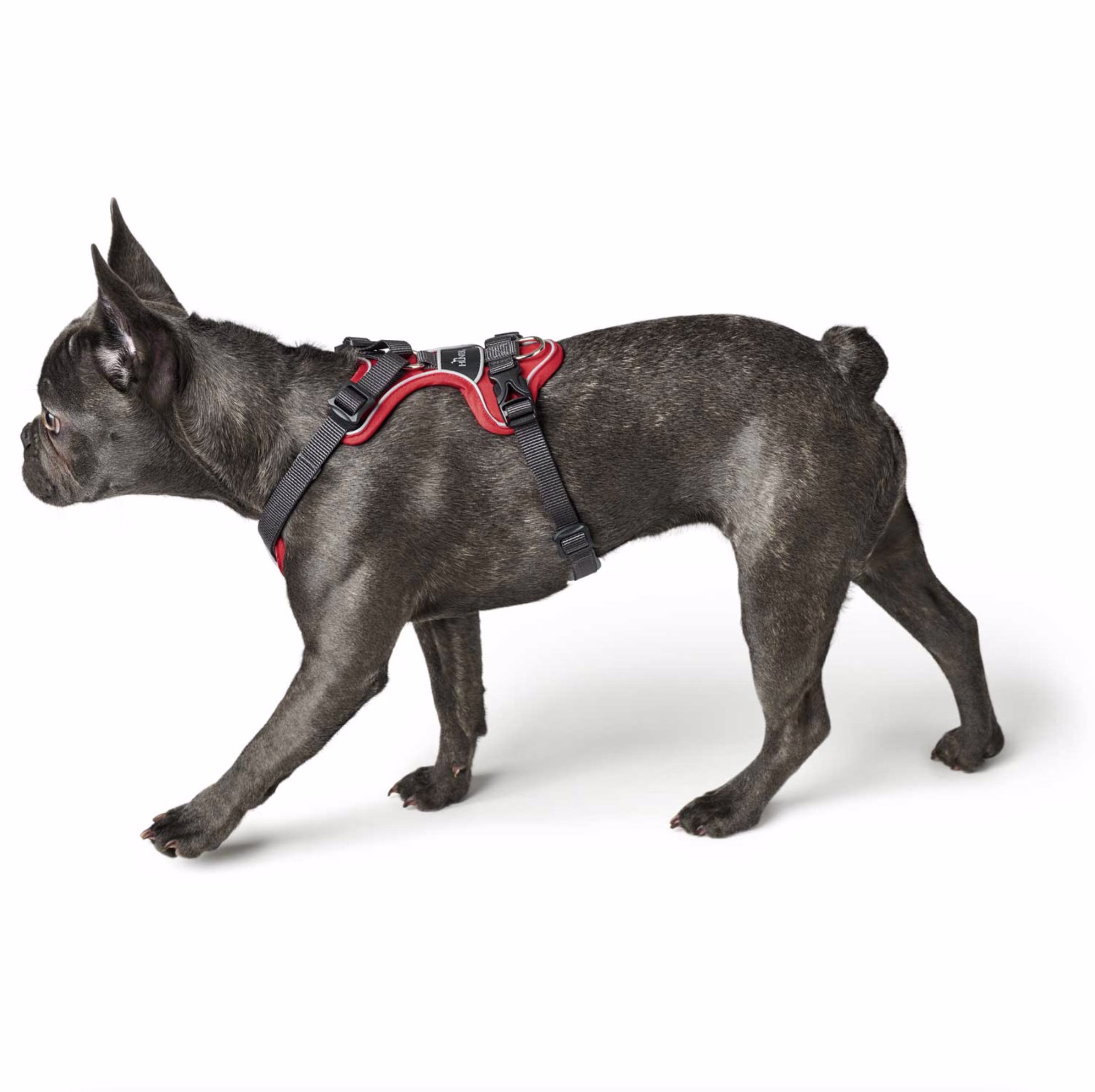 Harnais Divo pour chien qui tire ROUGE
