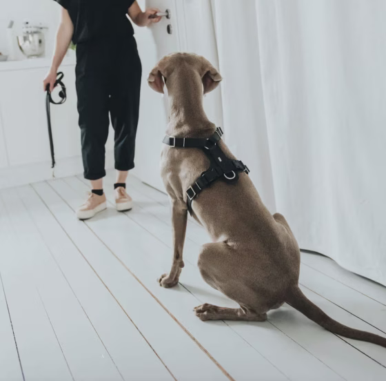 Harnais Aalborg noir pour Berger Allemand Malinois.