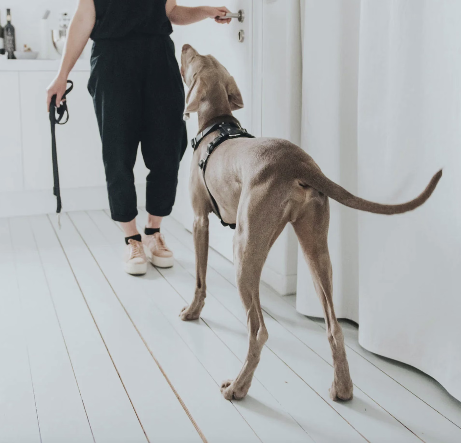 Harnais Aalborg noir pour Berger Allemand Malinois.