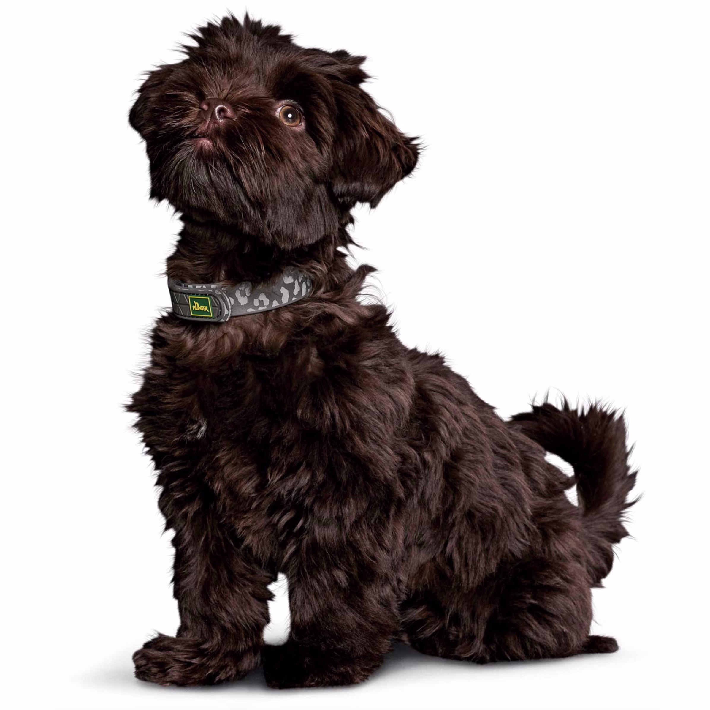 Collier Convenience Léopard pour Chien