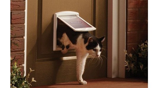 Est-ce une bonne idée d'avoir une chatière ?
