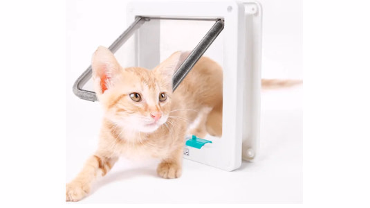 Comment habituer votre chat à la chatière ?