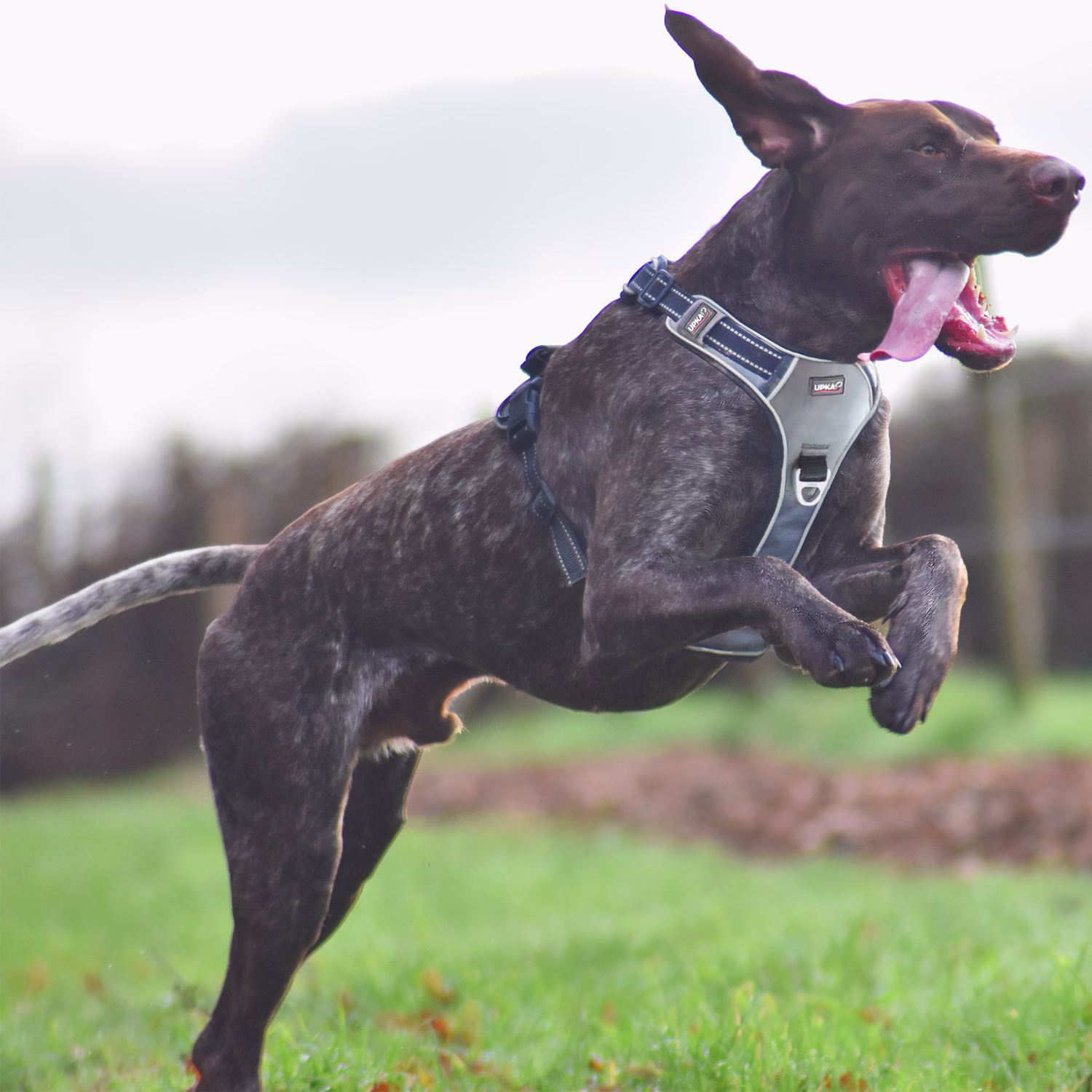Harnais chien Style UPKA I-Dog gris