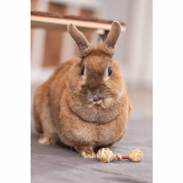 Jouet haltères bois et herbe lapin nain