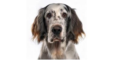 Setter Anglais