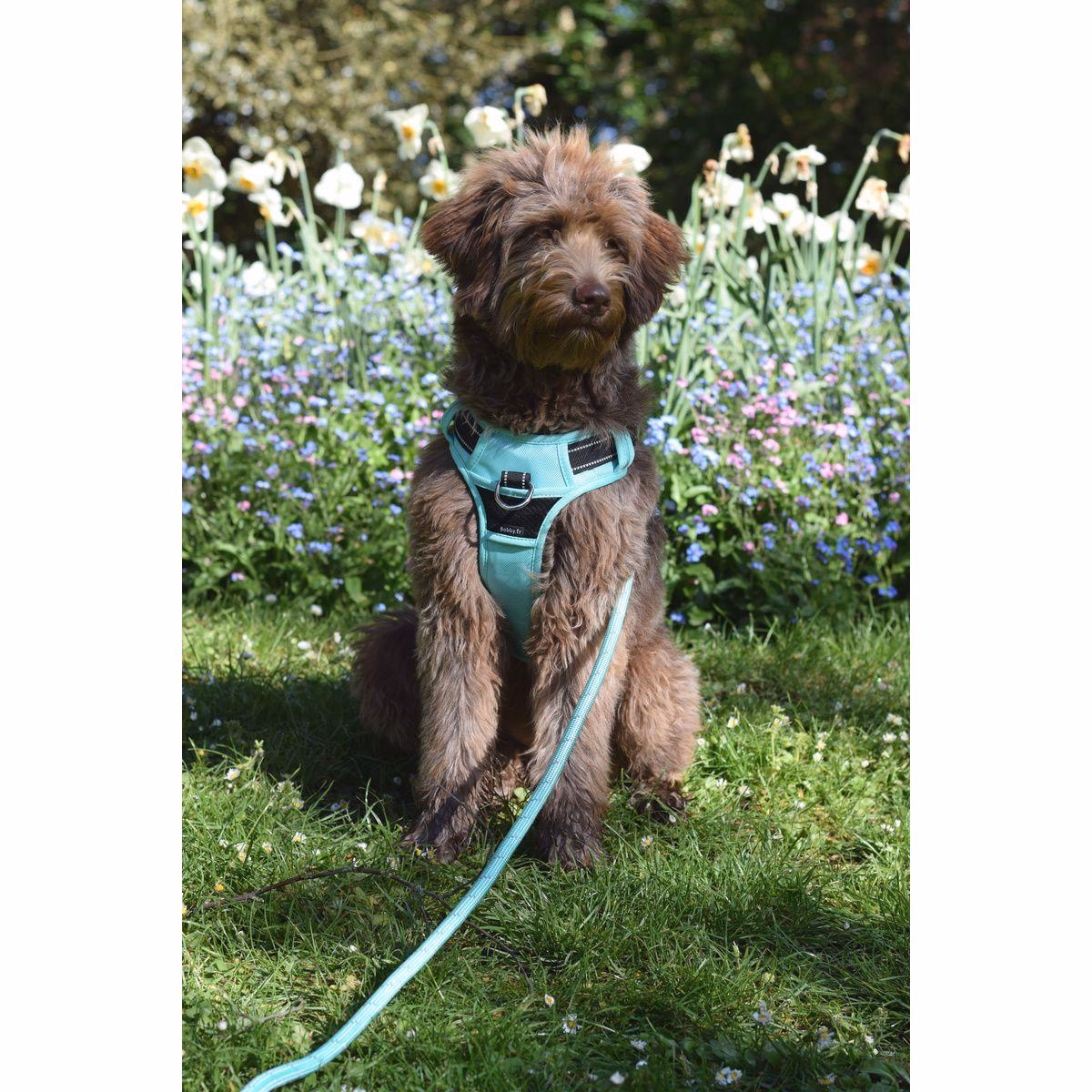 Harnais Anti-traction Rando Walk LAGON pour chien