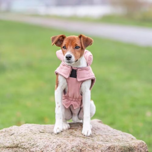 Manteau pour chien imperméable et chaud Lesmont