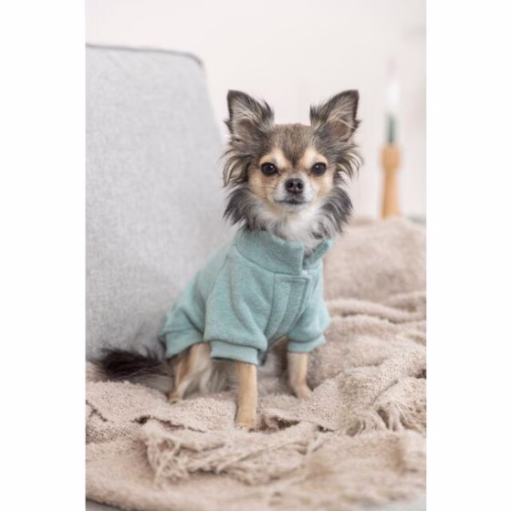 Sweat pour chien Littleton