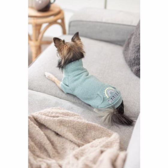 Sweat pour chien Littleton