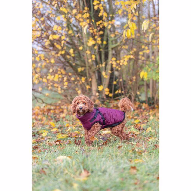 Manteau pour chien avec harnais intégré Pirou