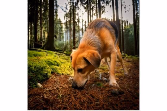 Mon chien mange son Caca ! Pourquoi ? Comment faire ?
