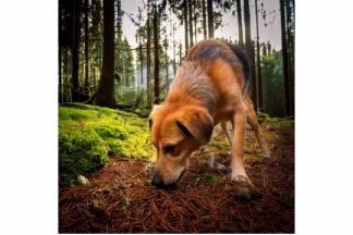 Mon chien mange son Caca ! Pourquoi ? Comment faire ?