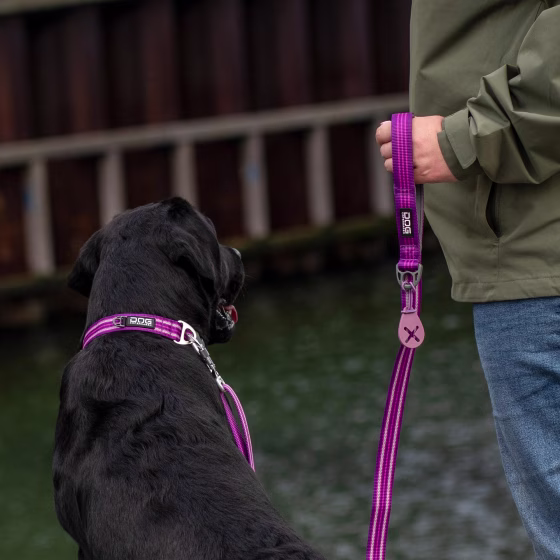 Collier Réfléchissant Urban Style PASSION pour chien