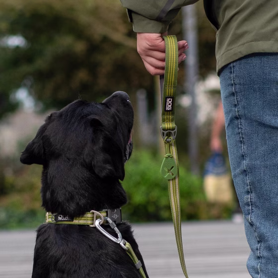 Collier Réfléchissant pour chien Urban Style GREEN