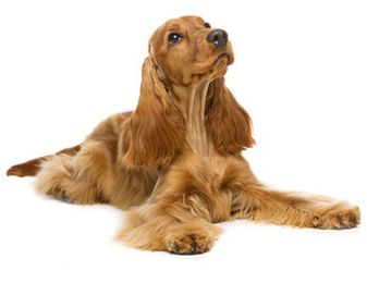 Cocker Spaniel Anglais