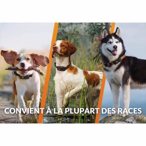 Collier GPS pour chien Weenect XT