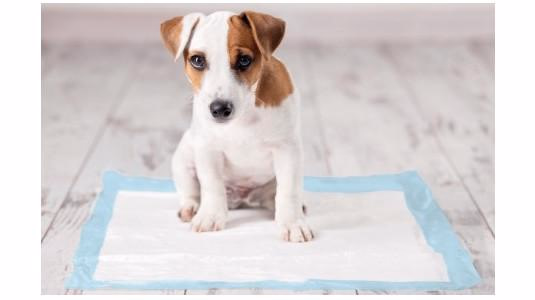 Apprendre la propreté à son chien