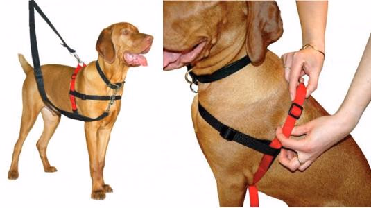 Mon chien tire en laisse : quelle solution ?