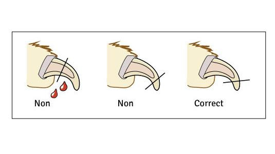 Comment couper les griffes de votre chat en toute sécurité ?